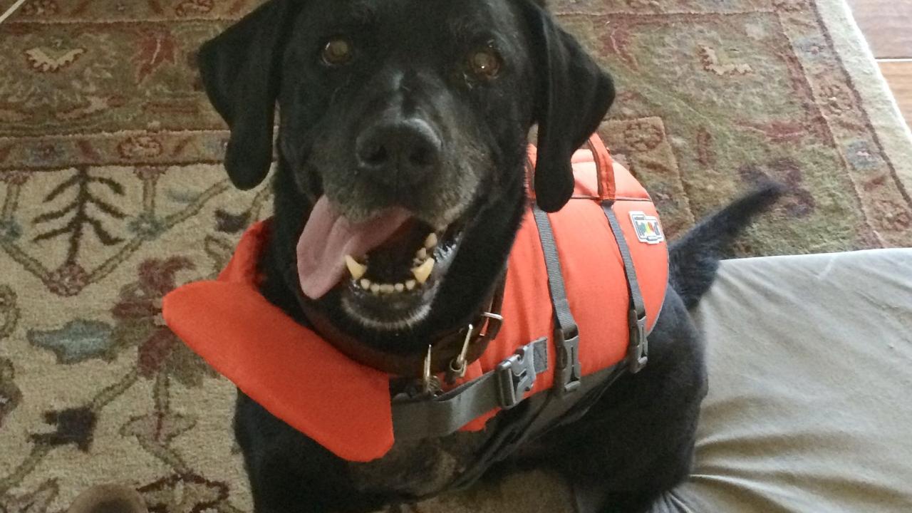 Dog Still Enjoys Life After leg Removal School of Veterinary Medicine